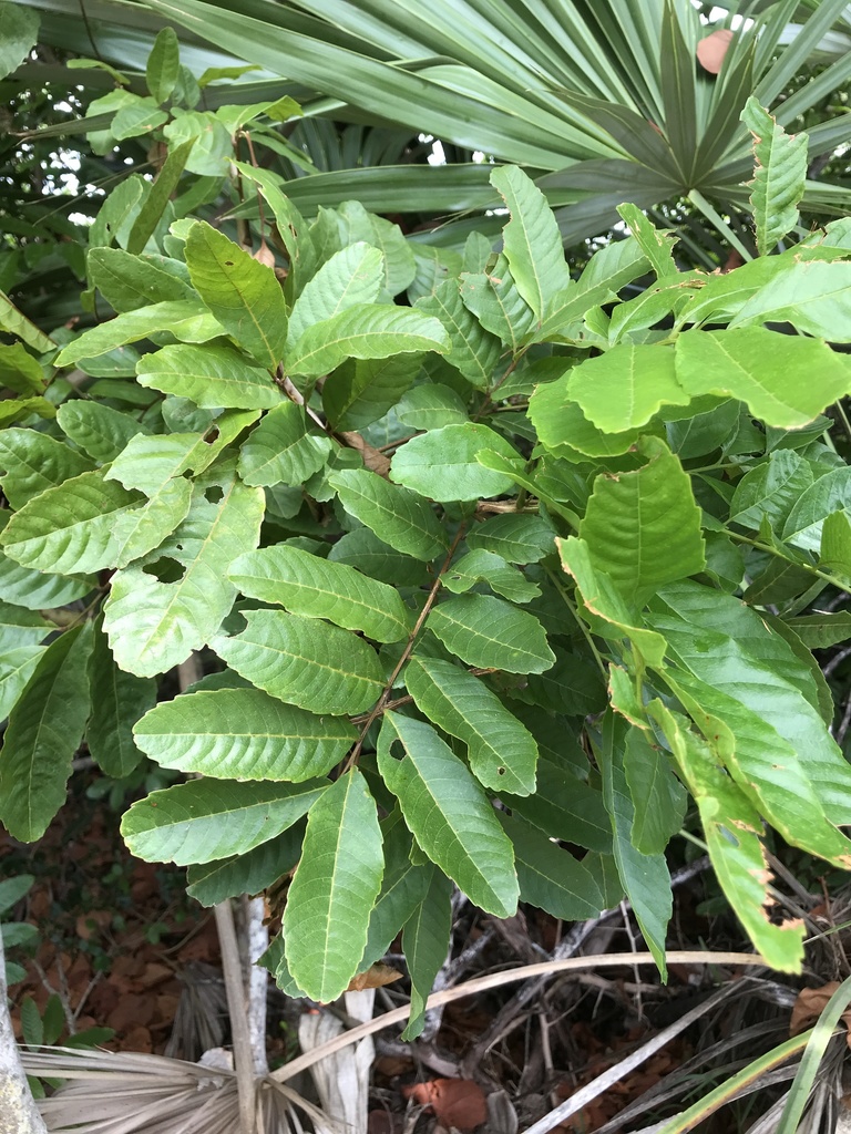 Cupania glabra