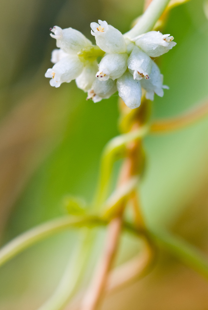 Cuscuta americana
