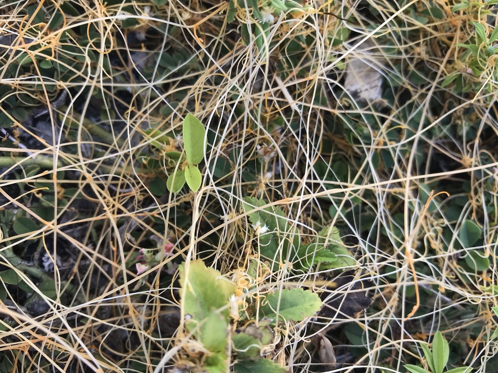 Cuscuta boldinghii
