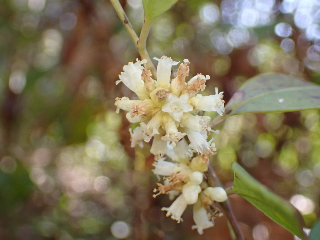 Cuscuta compacta