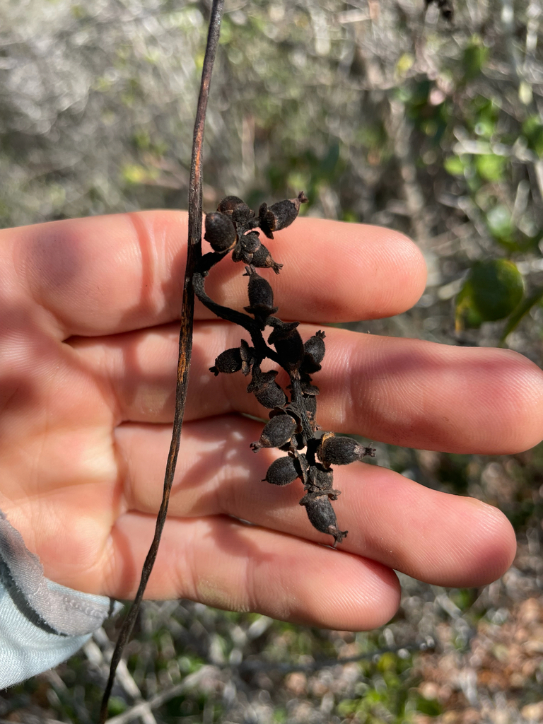 Cuscuta exaltata