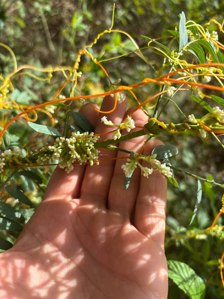 Cuscuta gronovii