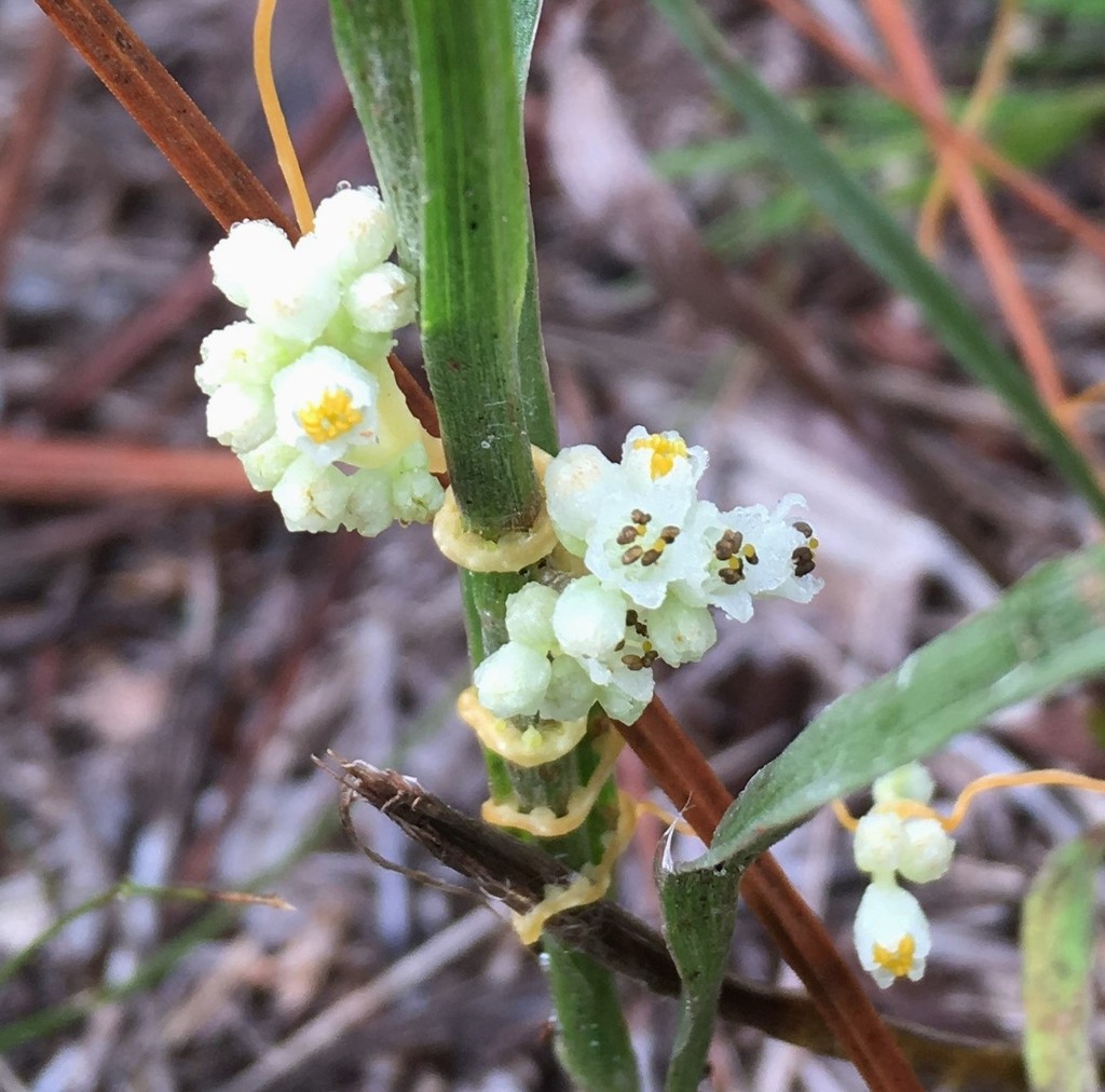 Cuscuta indecora