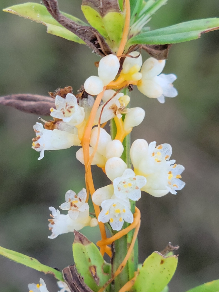 Cuscuta obtusiflora var. glandulosa