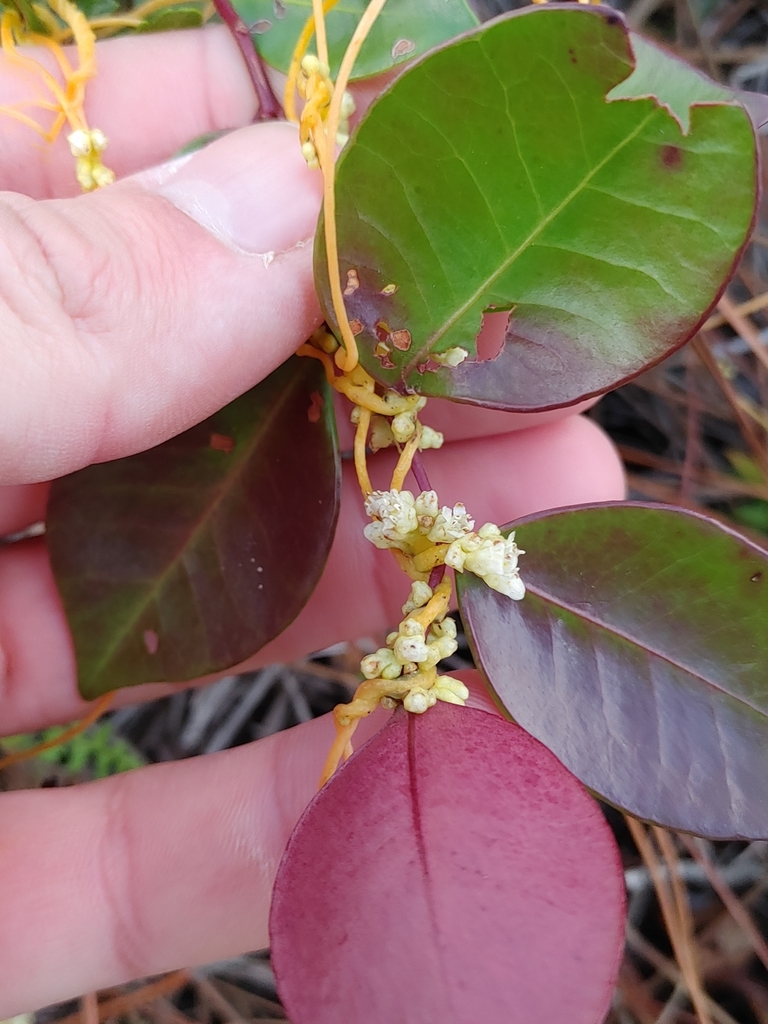 Cuscuta pentagona