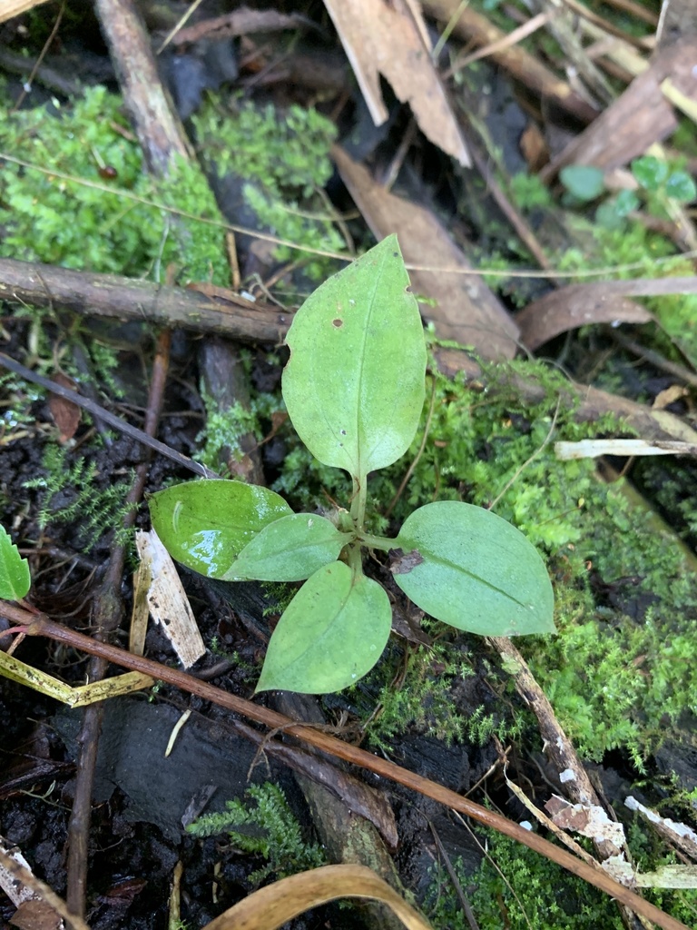 Cyclopogon cranichoides