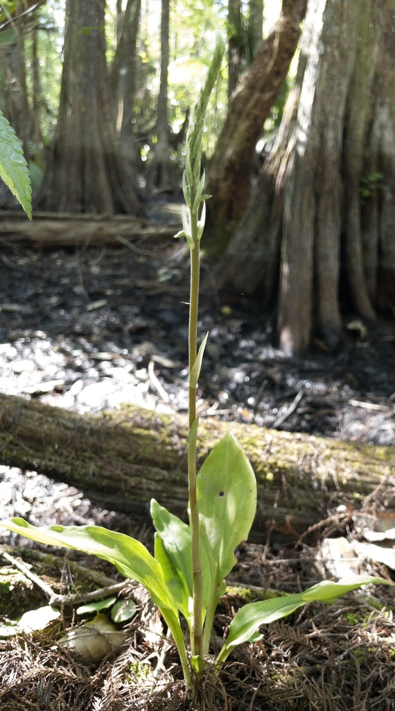 Cyclopogon elatus