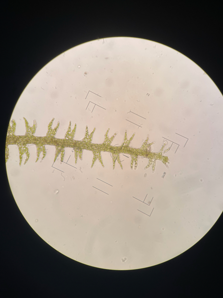 Cylindrocolea rhizantha