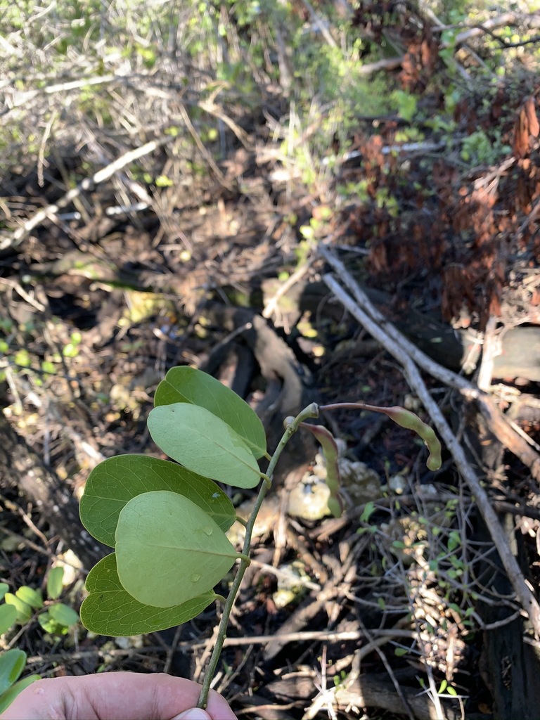 Cynophalla flexuosa