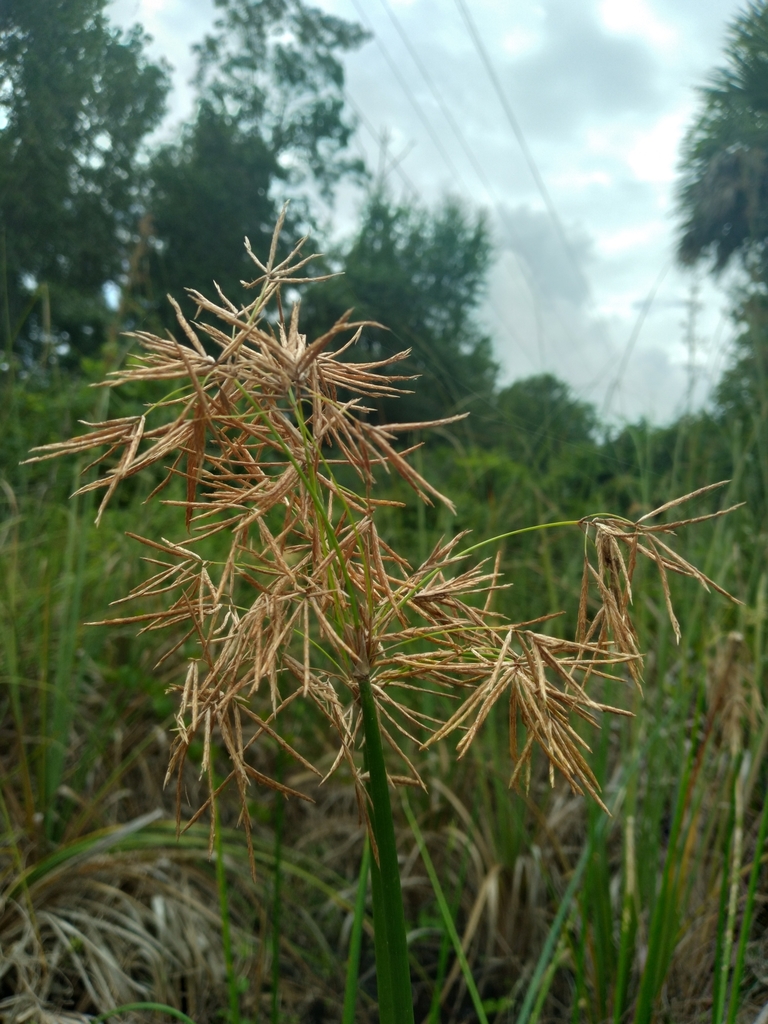 Cyperus articulatus