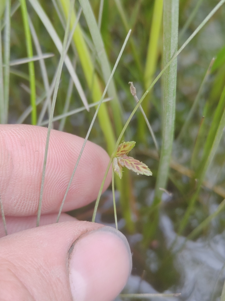 Cyperus bipartitus