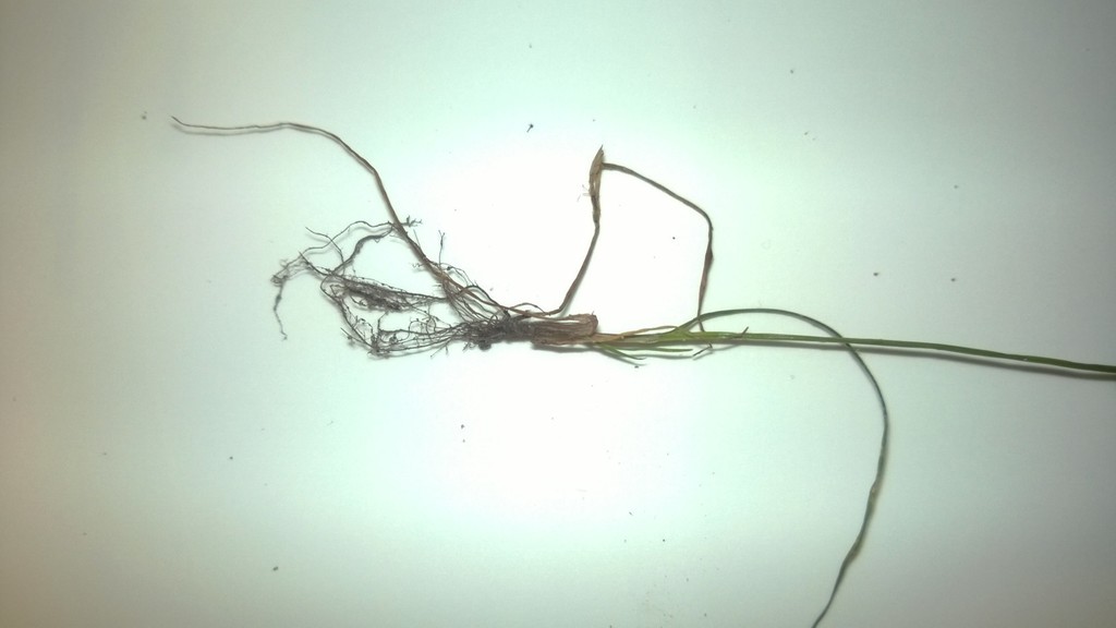Cyperus compressus