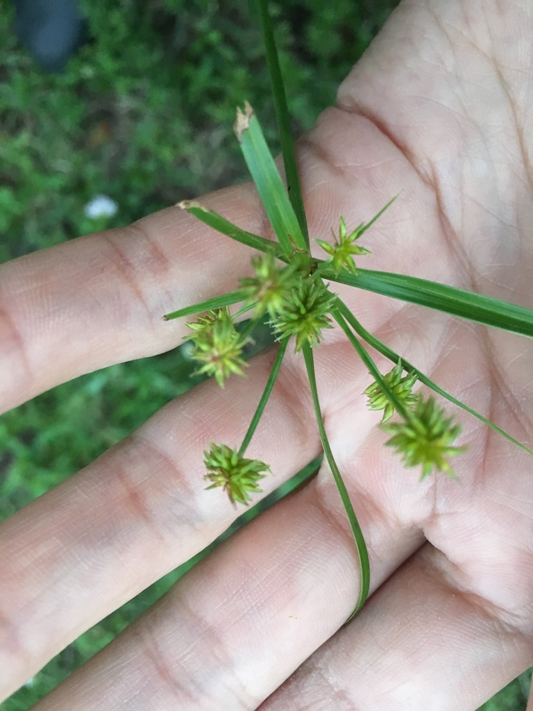 Cyperus croceus