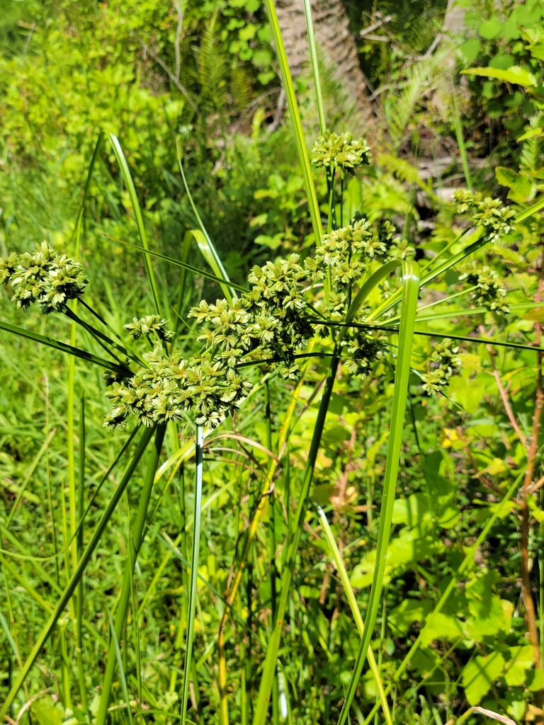 Cyperus distinctus