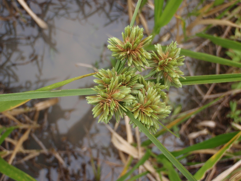 Cyperus drummondii
