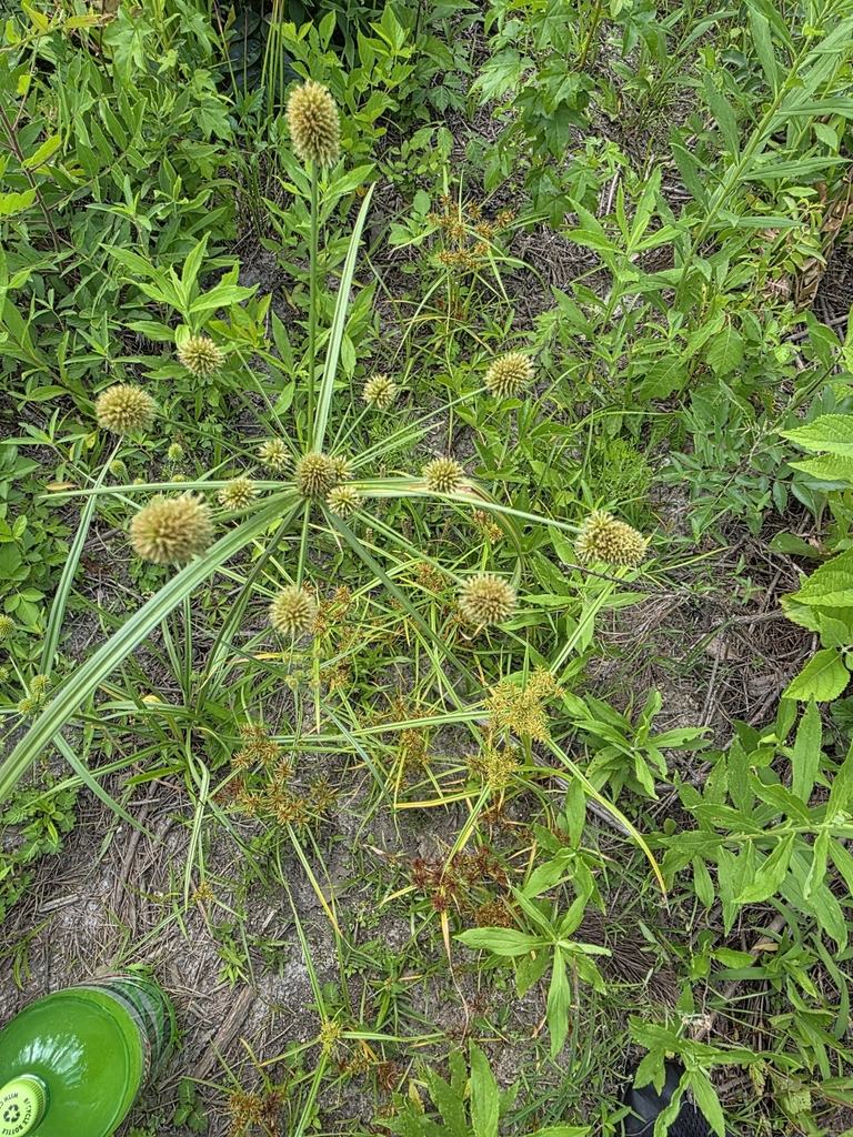 Cyperus echinatus