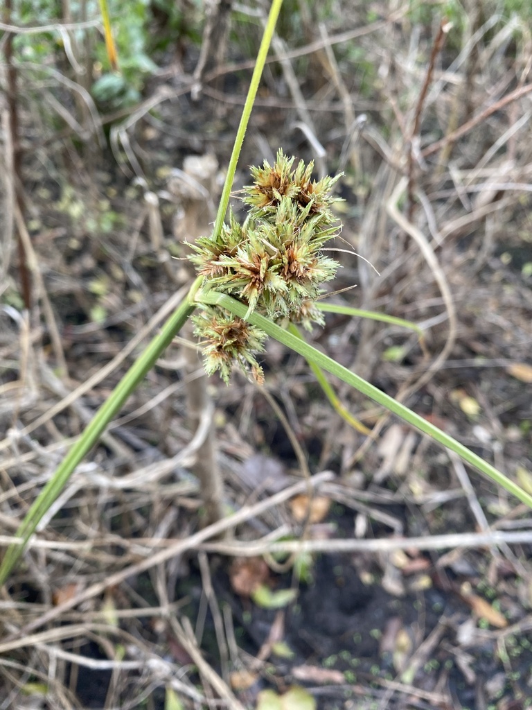 Cyperus elegans