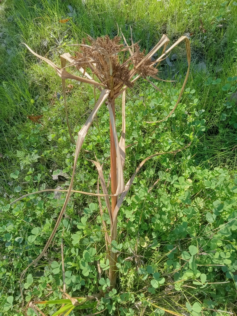 Cyperus erythrorhizos