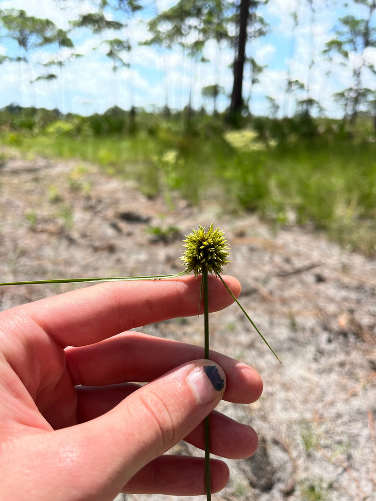 Cyperus filiculmis