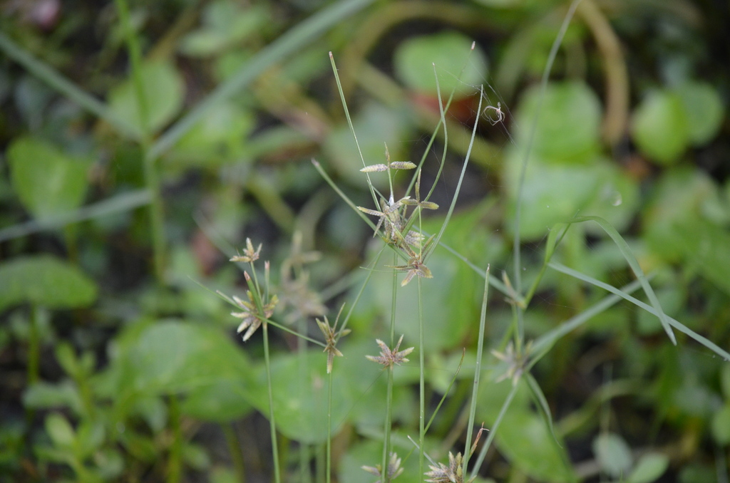 Cyperus flavescens