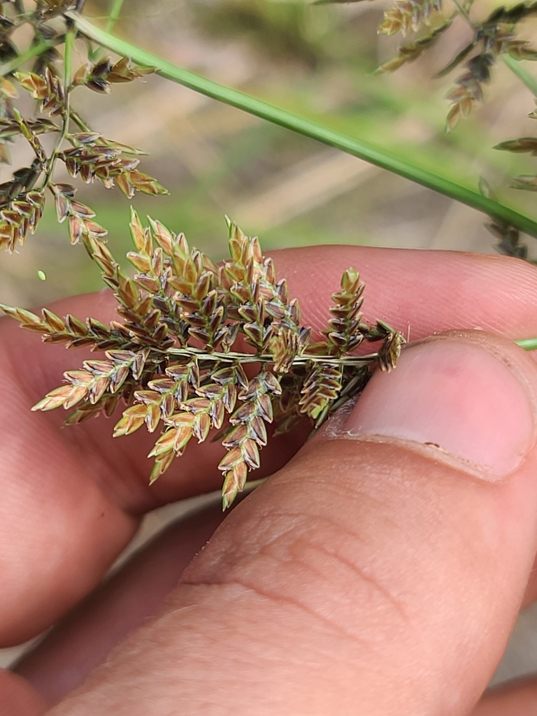 Cyperus flavicomus