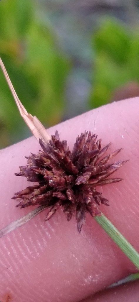 Cyperus fuligineus