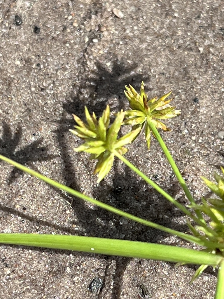 Cyperus grayi