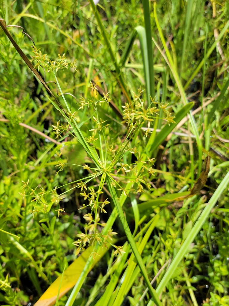 Cyperus haspan