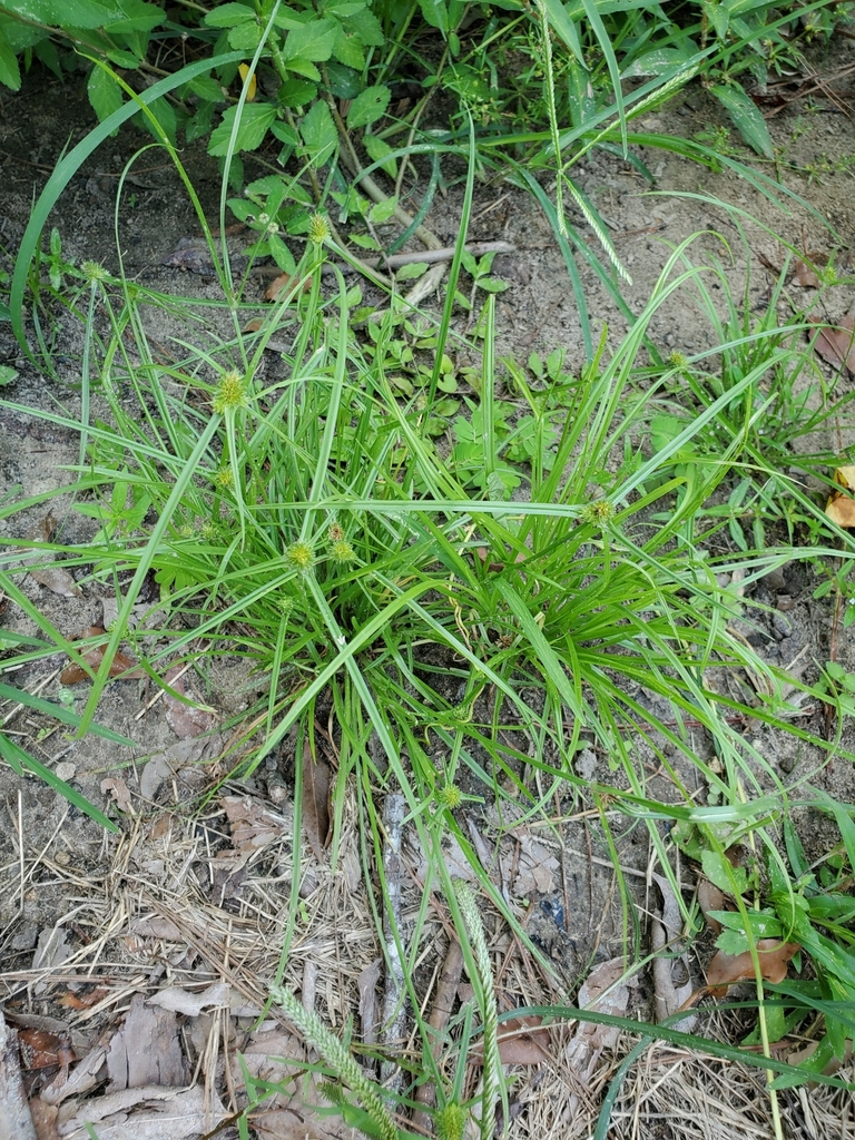 Cyperus hortensis