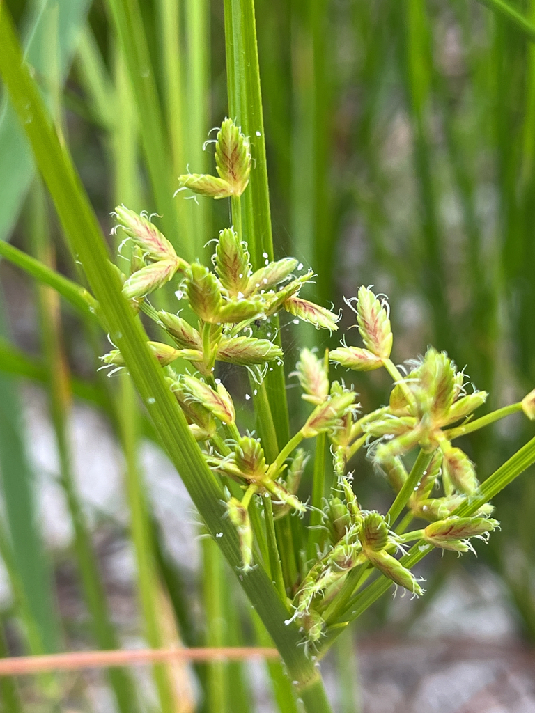 Cyperus lecontei