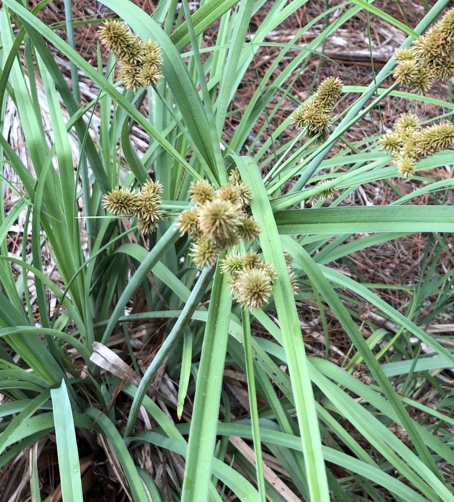 Cyperus ligularis