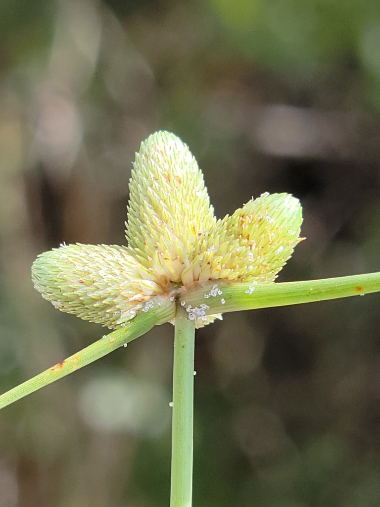 Cyperus neotropicalis