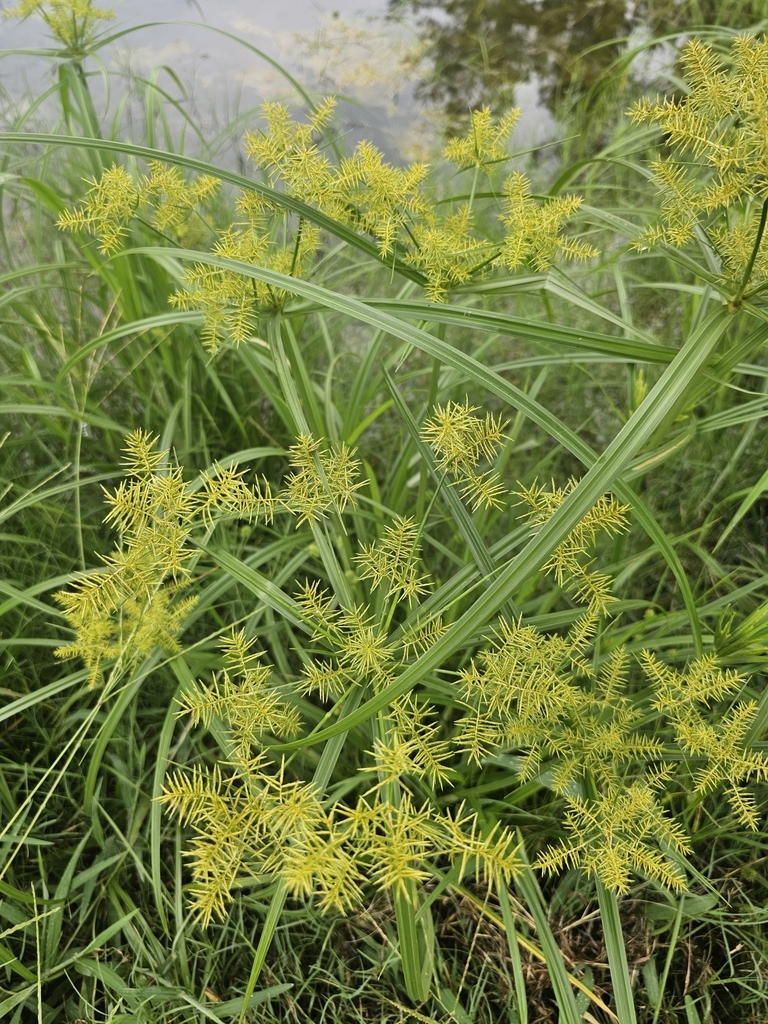Cyperus odoratus