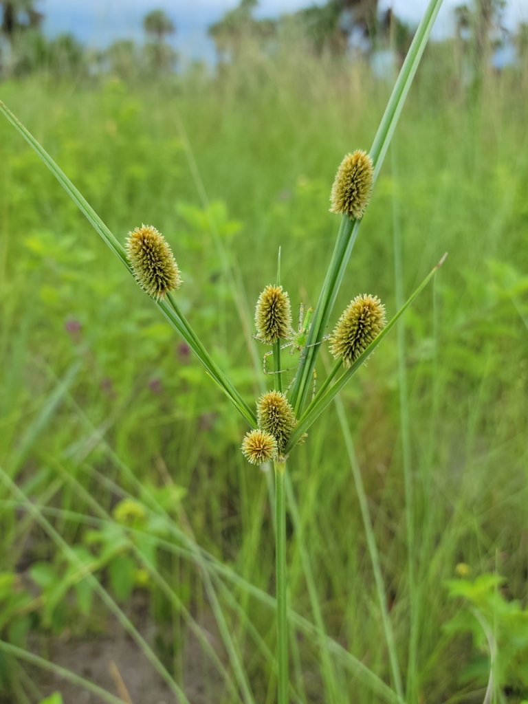 Cyperus ovatus
