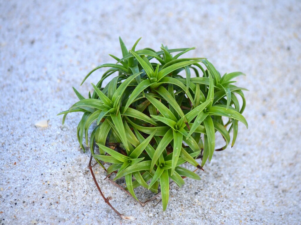 Cyperus pedunculatus