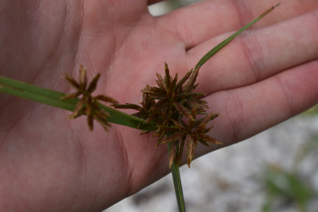 Cyperus planifolius