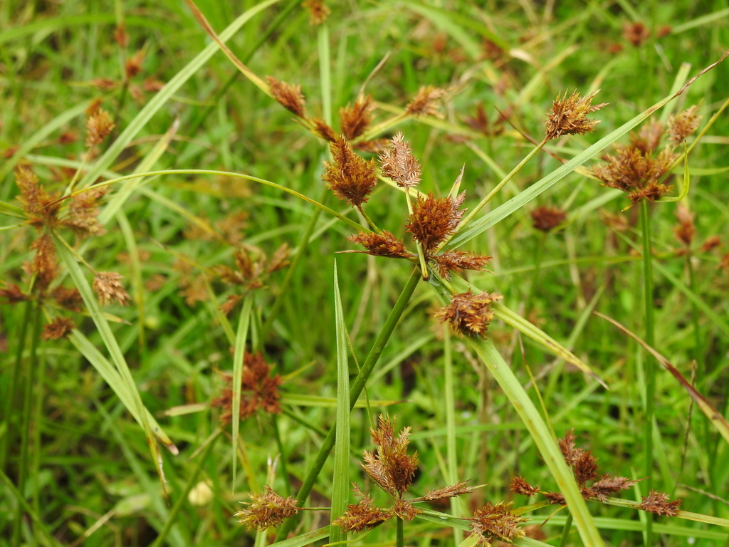 Cyperus polystachyos