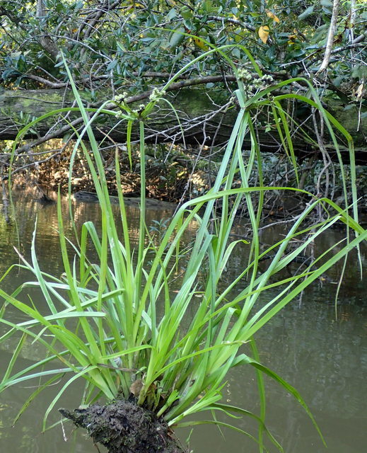 Cyperus pseudovegetus