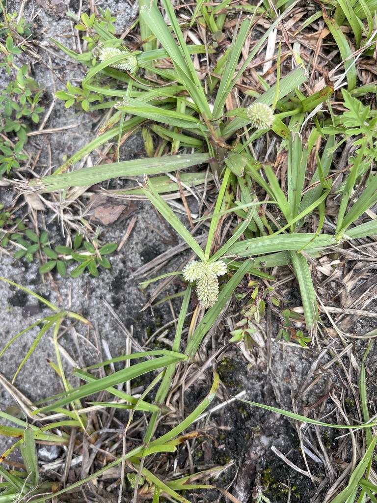 Cyperus sesquiflorus