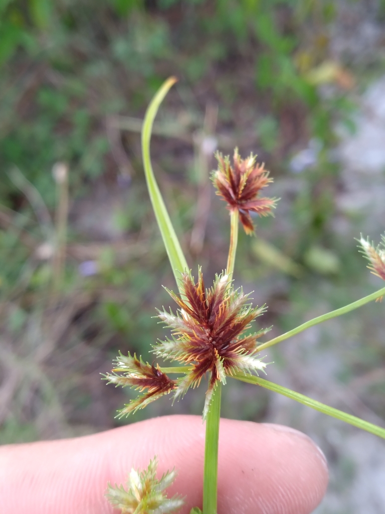 Cyperus squarrosus