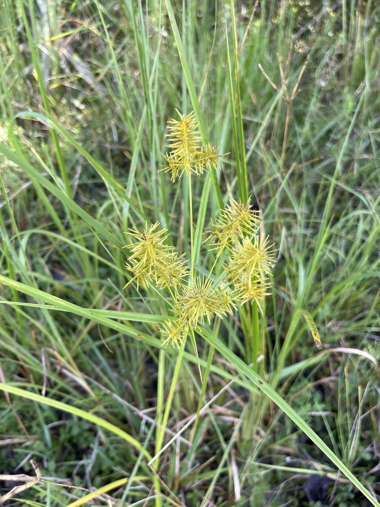 Cyperus strigosus