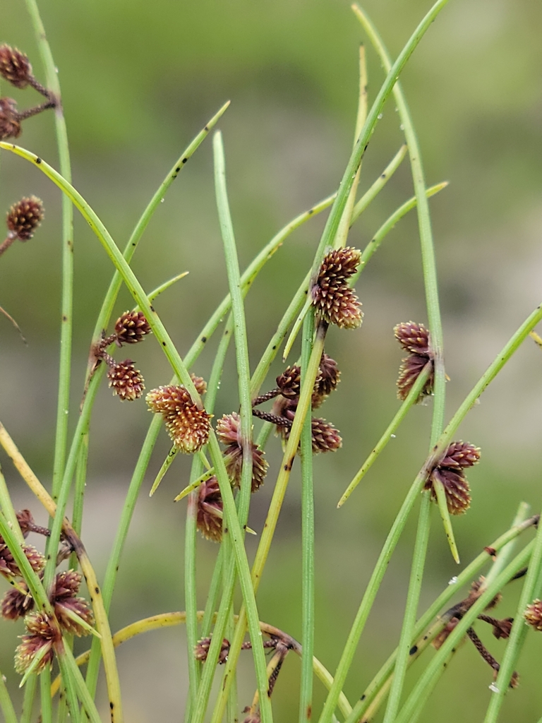 Cyperus subsquarrosus