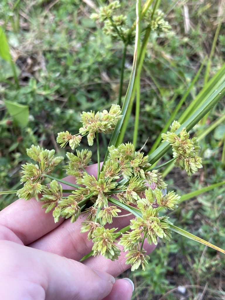 Cyperus surinamensis