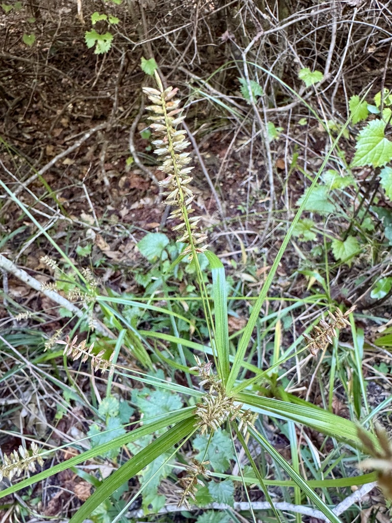 Cyperus tetragonus
