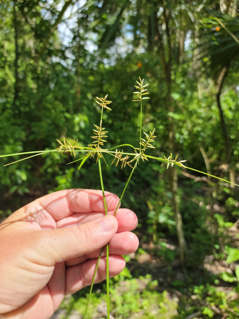 Cyperus thyrsiflorus