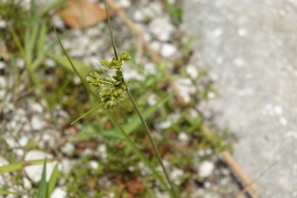 Cyperus virens