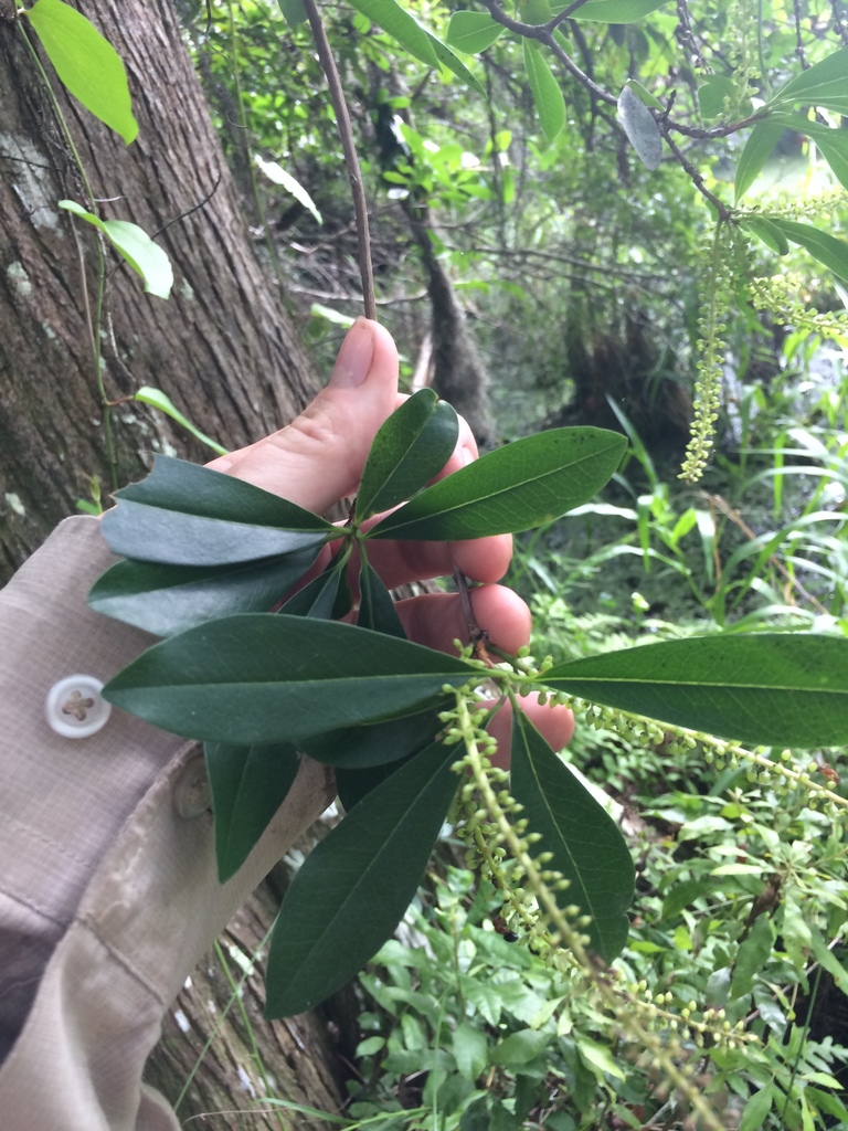 Cyrilla racemiflora