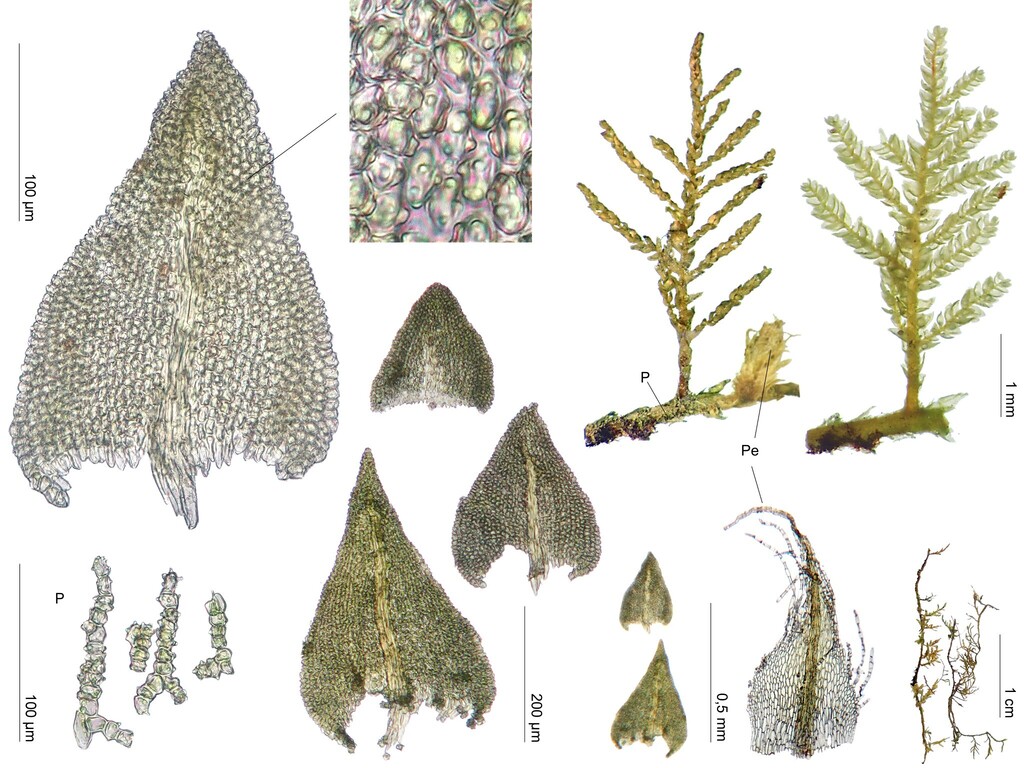 Cyrto-hypnum schistocalyx