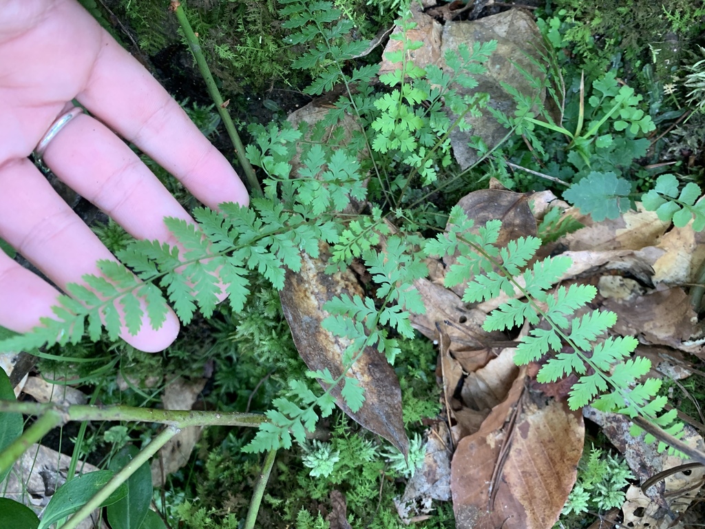 Cystopteris protrusa