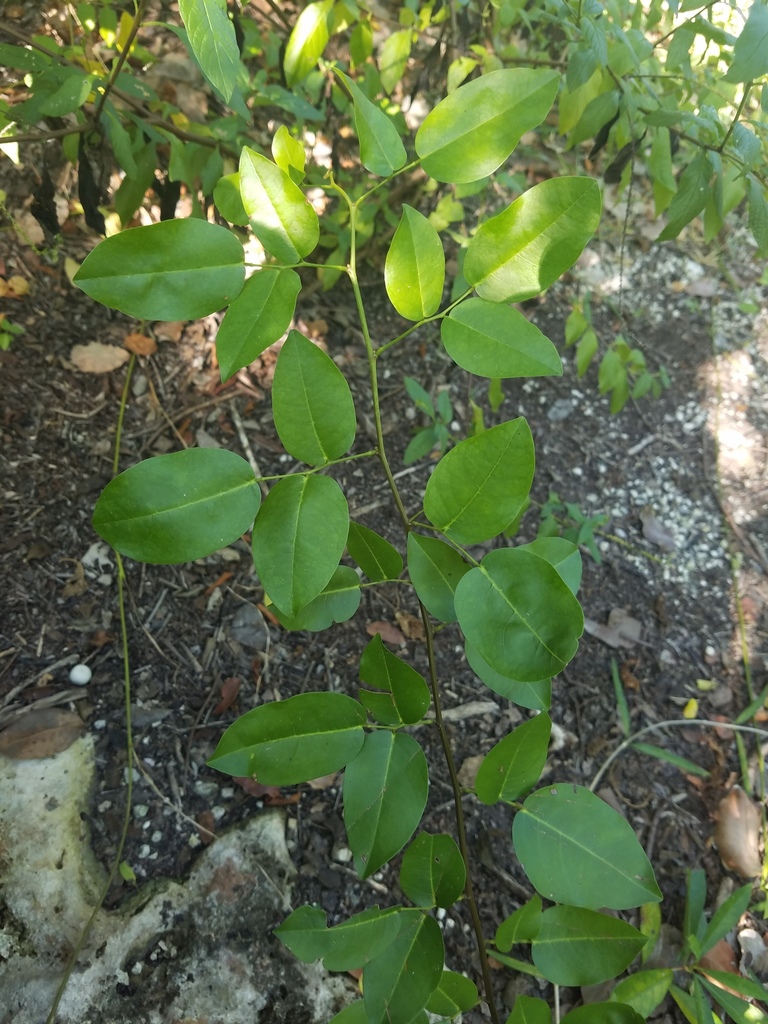 Dalbergia brownei